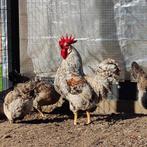 Broedeieren cream legbar