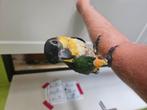 Handtamme zwartkopcaique, Dieren en Toebehoren, Mannelijk, Papegaai, Geringd