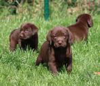 Labrador pups, België, CDV (hondenziekte), 8 tot 15 weken, Labrador retriever