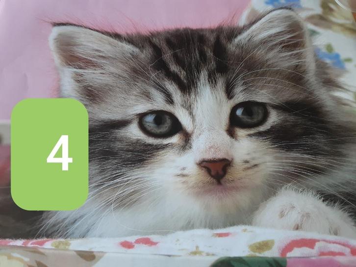 kleine posters deel 1, Verzamelen, Posters, Nieuw, Ophalen of Verzenden