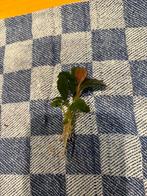 Bucephalandra 'Helena', Ophalen of Verzenden, Nieuw, Plant(en), Steen of Hout