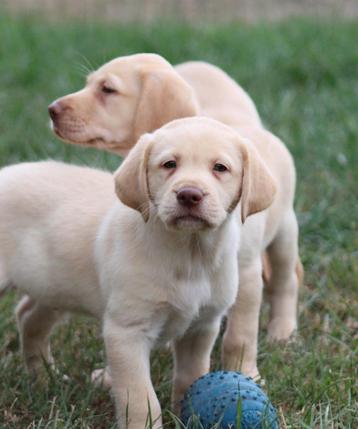 Labrador pups beschikbaar voor biedingen