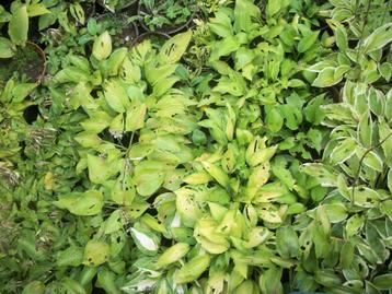 Hosta' s van hobbykweek in pot van 2l en groter beschikbaar voor biedingen