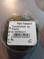 Taxiphyllum sp. Flame mos, Nieuw, Plant(en), Steen of Hout, Ophalen of Verzenden