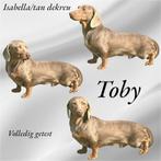 Isabella/tan dekreu met ervaring!, Dieren en Toebehoren, Honden | Teckels en Dashonden, België, Fokker | Hobbymatig, Reu, Korthaar