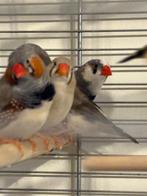 Zebravinken, Animaux & Accessoires, Oiseaux | Canaris, Plusieurs animaux