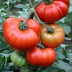 Plantgoed Tomaten, Tuin en Terras, Kweekspullen, Ophalen