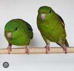 Catharina, Dieren en Toebehoren, Vogels | Parkieten en Papegaaien