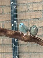 Koppel Catharina parkieten, Dieren en Toebehoren, Meerdere dieren, Geringd