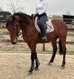 Zangersheide ruin 2021, Dieren en Toebehoren, Paarden, Springpaard, Gechipt, Ruin, Zadelmak