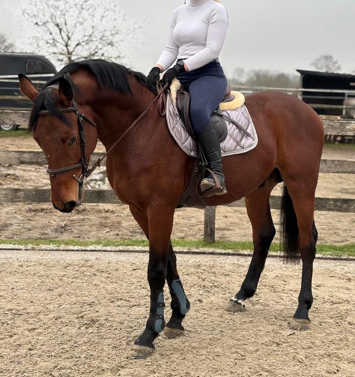 Zangersheide ruin 2021, Animaux & Accessoires, Chevaux, Hongre, Débourré, 160 à 165 cm, 3 à 6 ans, Cheval de saut, Avec pedigree
