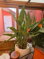 Magnifique strelitzia reginae, Enlèvement