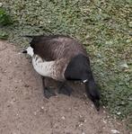 Gezocht: witbuik rotganzen 2025, Dieren en Toebehoren, Pluimvee, Meerdere dieren, Gans of Zwaan