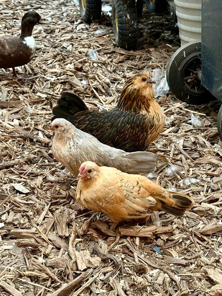 Antwerpse baardkriel trio, Dieren en Toebehoren, Pluimvee