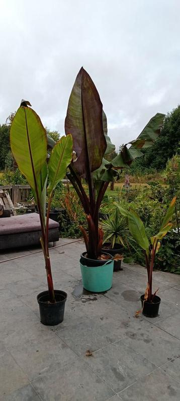 Ensete montbelliardii banaan  beschikbaar voor biedingen