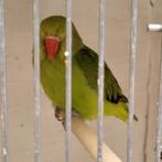 2 kweekrijpe poppen A Taranta