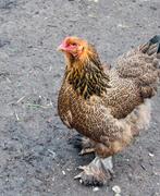 Brahma reuze zwarte haan en Brahma goudpatrijs kip, Dieren en Toebehoren, Vrouwelijk, Kip