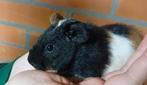 2 cavia beertjes te koop, Dieren en Toebehoren, Ophalen