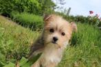 Morkie puppy, geboren 19/03/25, eigen kweek, Dieren en Toebehoren, Honden | Chihuahua's en Gezelschapshonden, België, Maltezer