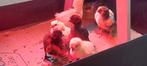 Chicks 1 semaine, Animaux & Accessoires, Volatiles