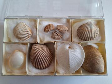 Schelpen - Cardiidae beschikbaar voor biedingen