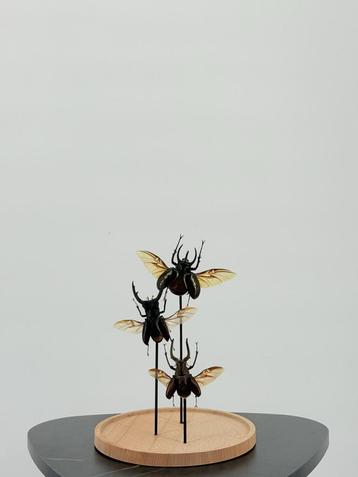 Opgezette Herculeskevers Onder Stolp - Wildernis Atelier beschikbaar voor biedingen