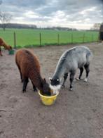 Alpaca hengsteveulen te koop, Dieren en Toebehoren, Mannelijk