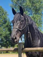 Knappe 11-jarige ruin, Dieren en Toebehoren, Met stamboom, Ruin, Niet van toepassing, Dressuurpaard