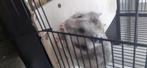 Mannelijke hamster met kooi te koop (erg tam), Dieren en Toebehoren, Knaagdieren, Mannelijk, Hamster, Tam