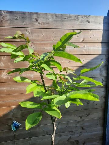 Notenboom, walnoot, okkernoot 130cm beschikbaar voor biedingen