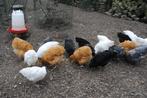 Witte australorp kippen, Dieren en Toebehoren, Pluimvee, Meerdere dieren, Kip