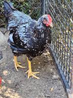 Barneveld dubbel gezoomd haanen.   Ruilen of te koop., Dieren en Toebehoren, Pluimvee, Mannelijk, Kip