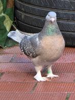 Turkse takla duif, Vrouwelijk, Overige soorten