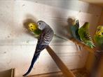 Grasparkieten, Dieren en Toebehoren, Vogels | Parkieten en Papegaaien, Meerdere dieren, Parkiet