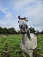 Temperamentvolle PRE Cruzado gezond recreatie paard, Dieren en Toebehoren, Gechipt, Ruin, Niet van toepassing, 7 tot 10 jaar