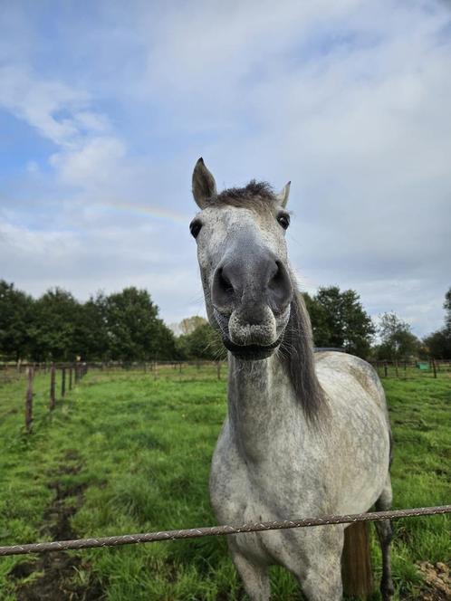 Temperamentvolle PRE Cruzado gezond recreatie paard, Dieren en Toebehoren, Paarden, Ruin, Niet van toepassing, 160 tot 165 cm