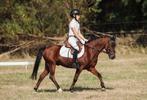 knappe, lieve C-pony, Dieren en Toebehoren, B, Ruin, Dressuurpony, C pony (1.27m tot 1.37m)