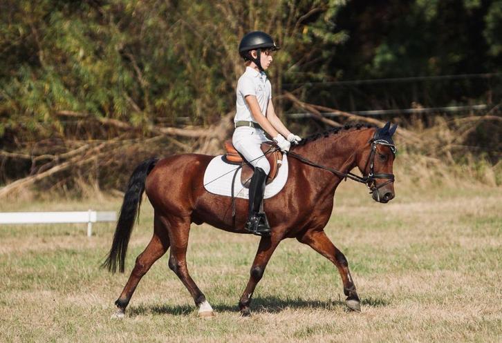 knappe, lieve C-pony, Dieren en Toebehoren, Pony's, Ruin, B, C pony (1.27m tot 1.37m), Dressuurpony, 11 jaar of ouder, Met stamboom