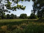 Paardenweide te Tessenderlo, Weidegang, 2 of 3 paarden of pony's