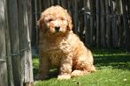 Prachtige medium abrikoze Labradoodle pups, Dieren en Toebehoren, België, Overige rassen, CDV (hondenziekte), 8 tot 15 weken