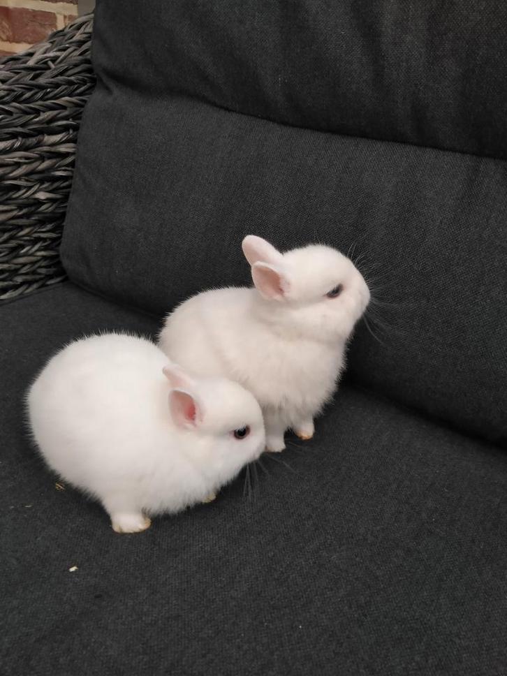 Kleur dwerg konijntje.......... Pooltje, Dieren en Toebehoren, Konijnen, Klein