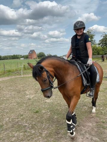 Halve stal gezocht  beschikbaar voor biedingen