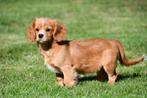 Cavalier King Charles (kruising) pup te koop, 15 weken tot 1 jaar, Buitenland, Eén hond, Fokker | Professioneel