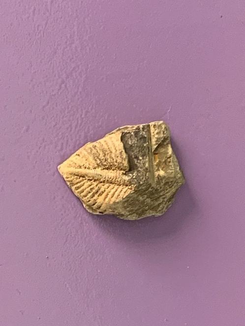 Fossiel baby “Gouden” Trilobite Coronocephalina Jastrowi L2., Verzamelen, Mineralen en Fossielen, Fossiel, Verzenden