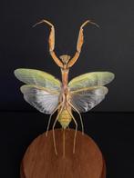 Prachtige bidsprinkhaan Hierodula Venosa, ook wel UFO Mantis, Nieuw, Opgezet dier, Ophalen of Verzenden, Insect