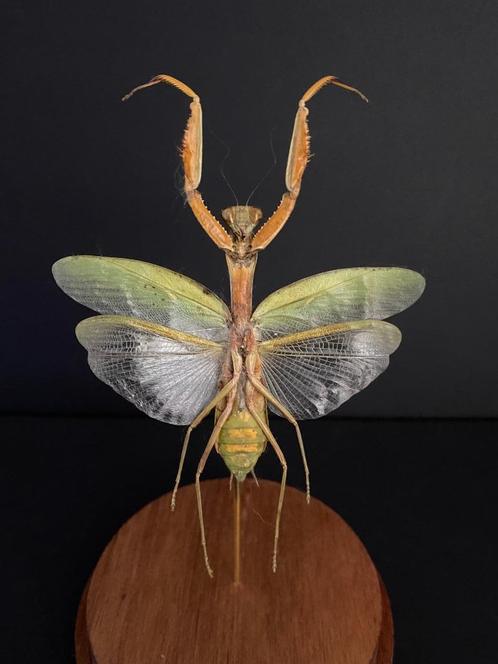 Prachtige bidsprinkhaan Hierodula Venosa, ook wel UFO Mantis, Verzamelen, Dierenverzamelingen, Nieuw, Opgezet dier, Insect, Ophalen of Verzenden