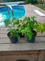 Frambozen planten, Tuin en Terras, Planten | Tuinplanten, Ophalen