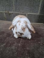 Dwergkonijn, Dieren en Toebehoren, Konijnen, Mannelijk, Dwerg, Hangoor, 0 tot 2 jaar