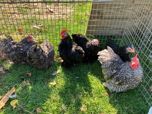 UK Peking krielen, Dieren en Toebehoren, Pluimvee, Kip, Vrouwelijk