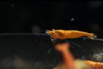Orange Sakura Neocaridina garnalen, Kreeft, Krab of Garnaal, Zoetwatervis, Schoolvis